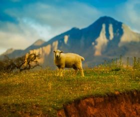 a sheep on the hill Stock Photo