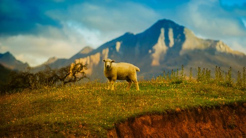 a sheep on the hill Stock Photo