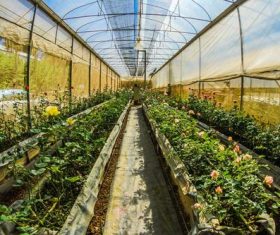 greenhouse Stock Photo 07