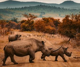 African rhino Stock Photo