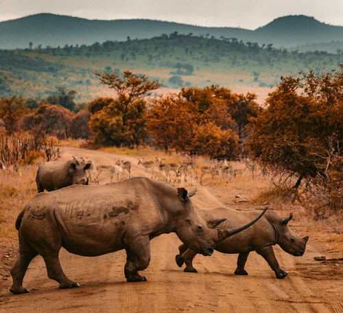 African rhino Stock Photo