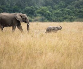 Baby elephant and mother elephant Stock Photo
