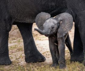 Baby elephant standing under the mothers belly Stock Photo