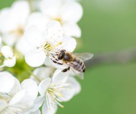 Bees collecting nectar Stock Photo 01