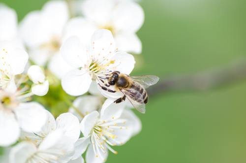 Bees collecting nectar Stock Photo 01