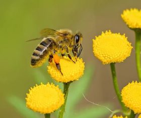 Bees collecting nectar Stock Photo 02