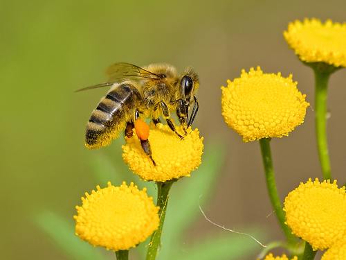 Bees collecting nectar Stock Photo 02