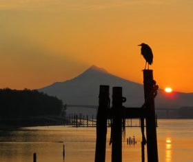 Bird standing on wooden stake at sunset Stock Photo