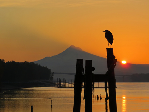 Bird standing on wooden stake at sunset Stock Photo