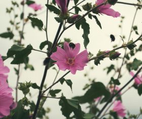 Blooming flowers and bees Stock Photo
