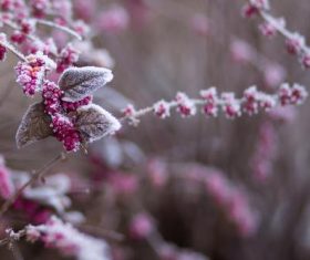Branch fruit after crystallization of frost Stock Photo