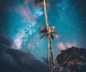 Bright coconut tree under the stars Stock Photo