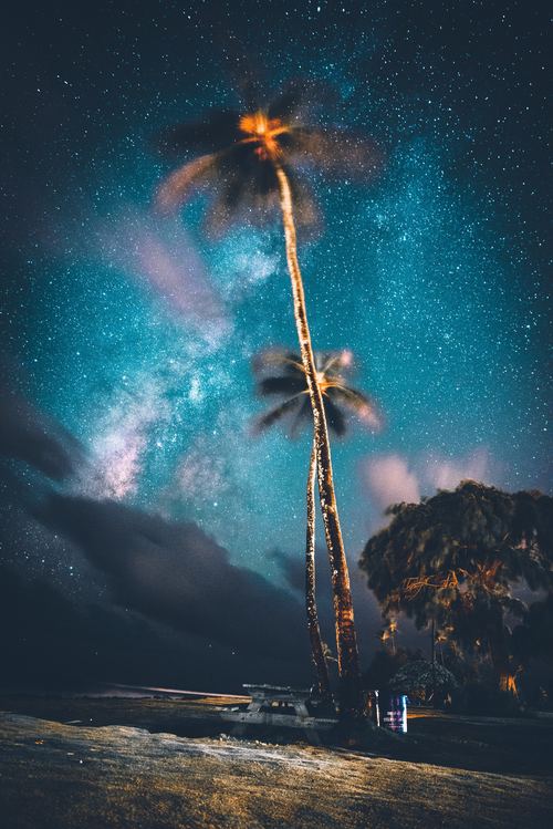 Bright coconut tree under the stars Stock Photo