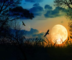 Bright moon and crows natural scenery Stock Photo