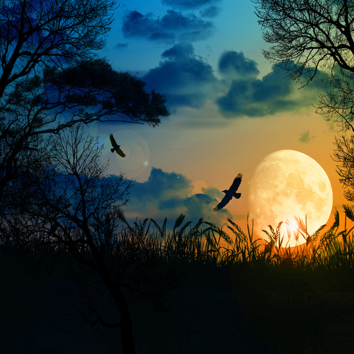 Bright moon and crows natural scenery Stock Photo
