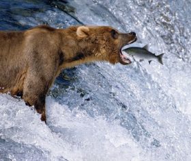 Capture brown bear foraging Stock Photo