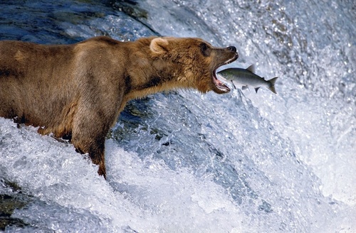 Capture brown bear foraging Stock Photo