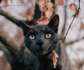 Cat biting leaves Stock Photo
