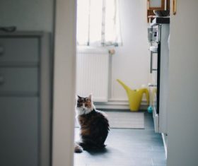 Cat sitting in the kitchen Stock Photo