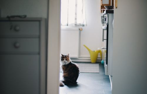 Cat sitting in the kitchen Stock Photo