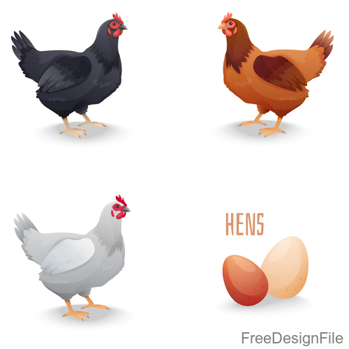 Chicken with egg illustration vectors
