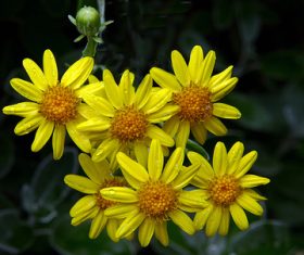 Closeup bunch of yellow flowers Stock Photo