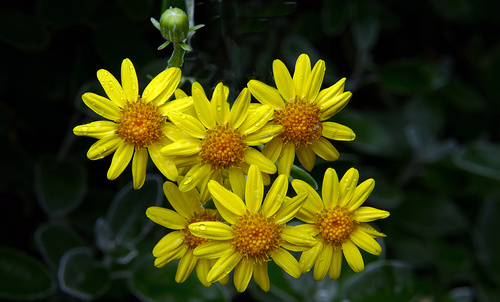 Closeup bunch of yellow flowers Stock Photo