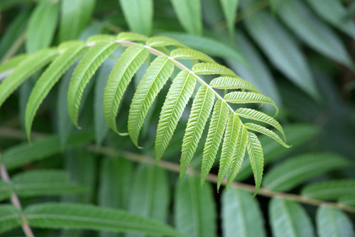 Closeup green plant leaves Stock Photo