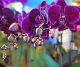 Closeup purple phalaenopsis Stock Photo
