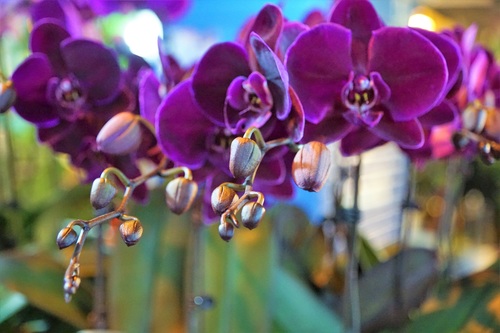 Closeup purple phalaenopsis Stock Photo