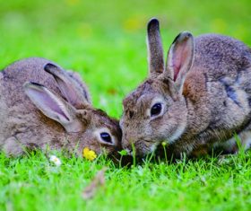 Cute little bunny Stock Photo 01