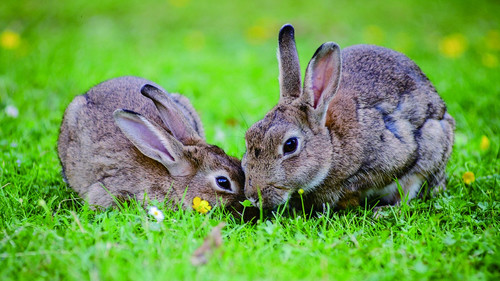 Cute little bunny Stock Photo 01