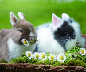 Cute little bunny Stock Photo 02