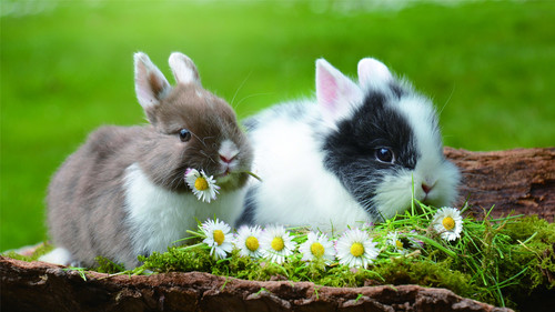 Cute little bunny Stock Photo 02