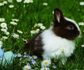 Cute little bunny Stock Photo 03