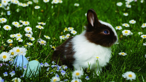 Cute little bunny Stock Photo 03