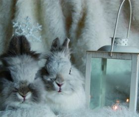 Cute little bunny Stock Photo 04