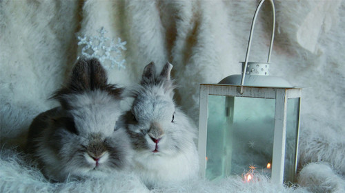 Cute little bunny Stock Photo 04
