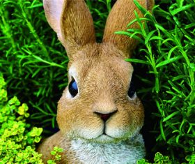 Cute little bunny Stock Photo 05