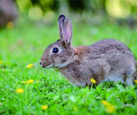 Cute little bunny Stock Photo 06