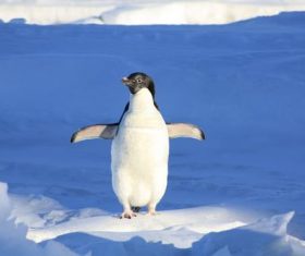 Cute little penguin standing on the ice Stock Photo
