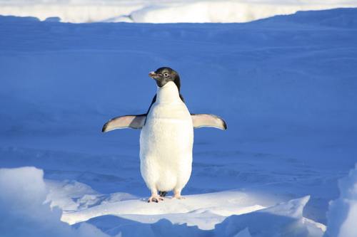 Cute little penguin standing on the ice Stock Photo