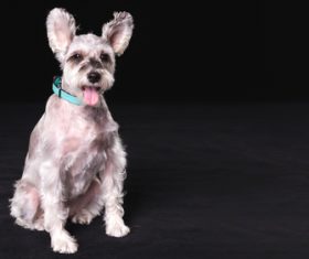Cute schnauzer Stock Photo