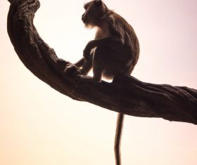 Cute wild macaque Stock Photo