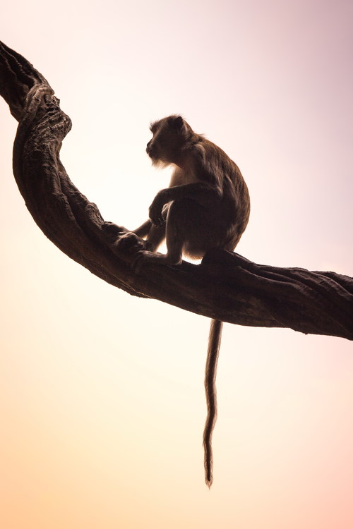 Cute wild macaque Stock Photo