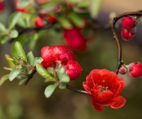 Delicate and blooming begonia pedunculata Stock Photo 03