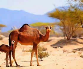 Desert size camel Stock Photo