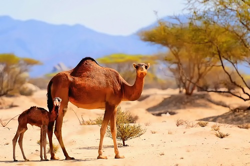 Desert size camel Stock Photo