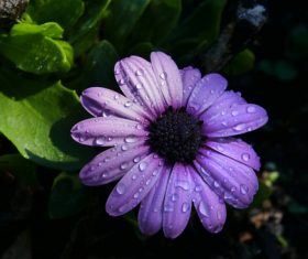 Dew on purple flowers Stock Photo