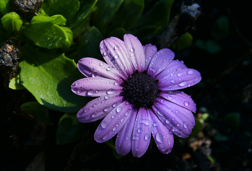 Dew on purple flowers Stock Photo